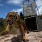 Ilustrasi - Seekor Harimau Sumatera (Panthera tigris sumatrae) bernama Suro dilepasliarkan ke TNGL. Foto: Dok. Kementerian LHK