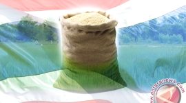 Ilustrasi Beras Thailand (ANTARA News/Grafis)