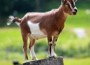 Kurban Sapi Patungan atau Kambing Sendiri, Mana yang Utama?