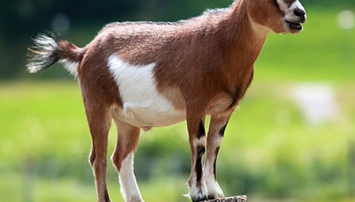 Mujito Nekat Racuni Kambing Tetangga, Motifnya Bikin Geleng-geleng Kepala