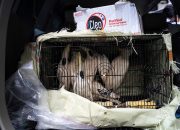 Tujuh Ekor Burung Kakak Tua Jambul Kuning Selamat dari Perdagangan Ilegal, Dua Pelaku Ditangkap