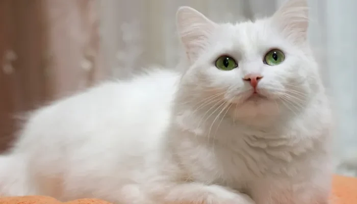 Waspada, Virus Mematikan Ini Sedang Mengancam Kucing