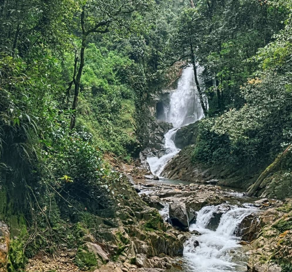 Pohon Damai Simempar