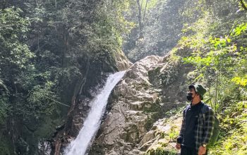 Pohon Damai Simempar