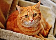 Waspada, Bulu Kucing Bisa Sebabkan Sejumlah Penyakit