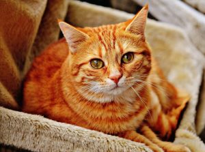 Waspada, Bulu Kucing Bisa Sebabkan Sejumlah Penyakit