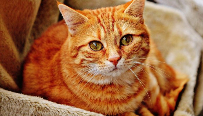 Waspada, Bulu Kucing Bisa Sebabkan Sejumlah Penyakit