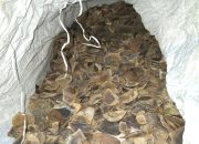 Polisi Gagalkan Perdagangan 18 Karung Sisik Trenggiling yang Dijual Via Medsos