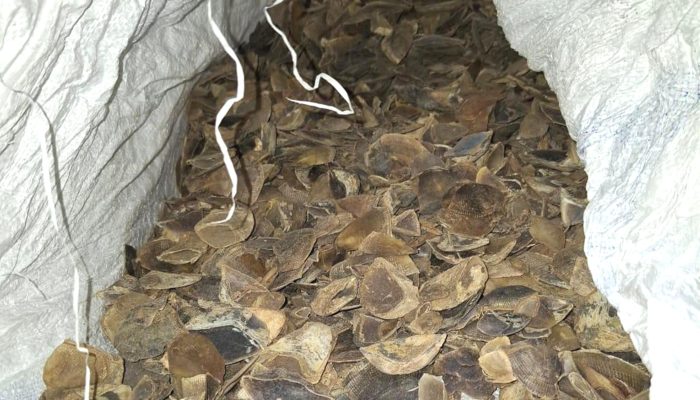 Polisi Gagalkan Perdagangan 18 Karung Sisik Trenggiling yang Dijual Via Medsos