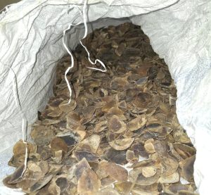 Polisi Gagalkan Perdagangan 18 Karung Sisik Trenggiling yang Dijual Via Medsos