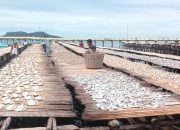 Pengusaha Ikan Asin di Kota Sibolga Keluhkan Cuaca Ekstrem