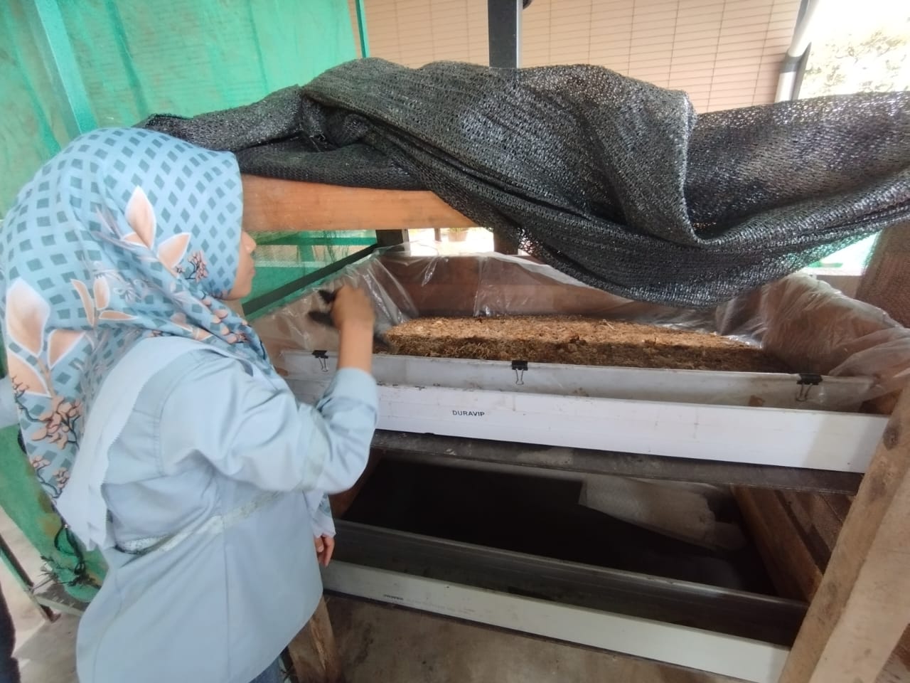 Seorang pengrus ICB saat memeriksa lokasi pembudidayaan Maggot yang dikelola di WSF PTAR. Foto: Topikseru.com/ Damai Mendrofa