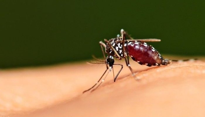 Melirik ‘Perang’ Nisel dengan Malaria dan DBD