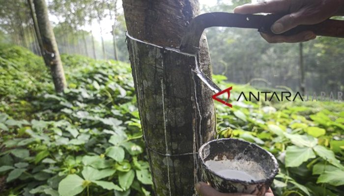 Volume Ekspor Karet Sumut Meningkat, Petani Kian Bersemangat