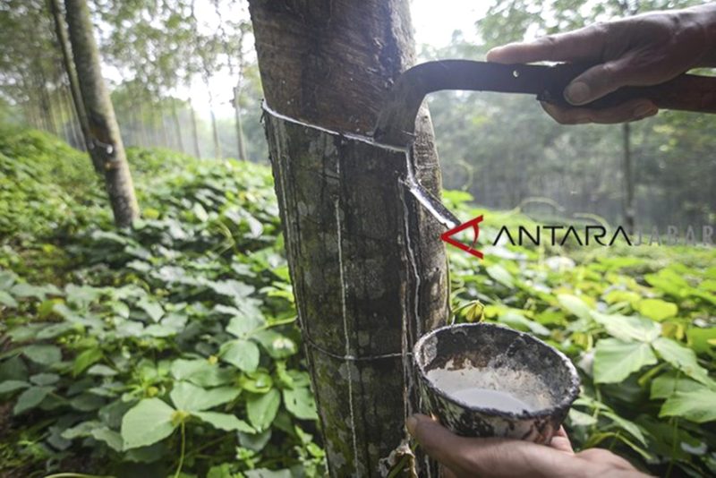 Ilustrasi - Petani menyadap karet di Cikalong Wetan, Kabupaten Bandung Barat, Jawa Barat. Foto: ANTARA JABAR/Raisan Al Farisi