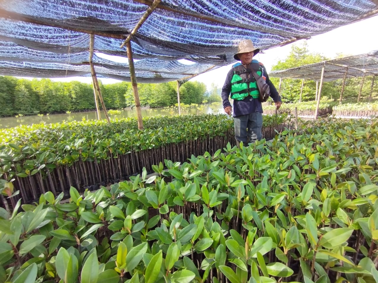 Lokasi pembibitan Mangrove di Muara Kalangan