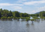 Menjaga Pesona Mangrove Muara Kalangan