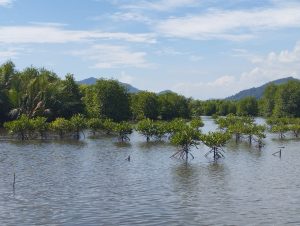 Menjaga Pesona Mangrove Muara Kalangan