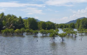 Barisan Mangrove hasil penanaman KTH Mandiri Lestari binaan PTAR