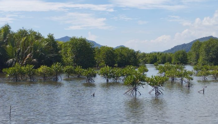 Menjaga Pesona Mangrove Muara Kalangan