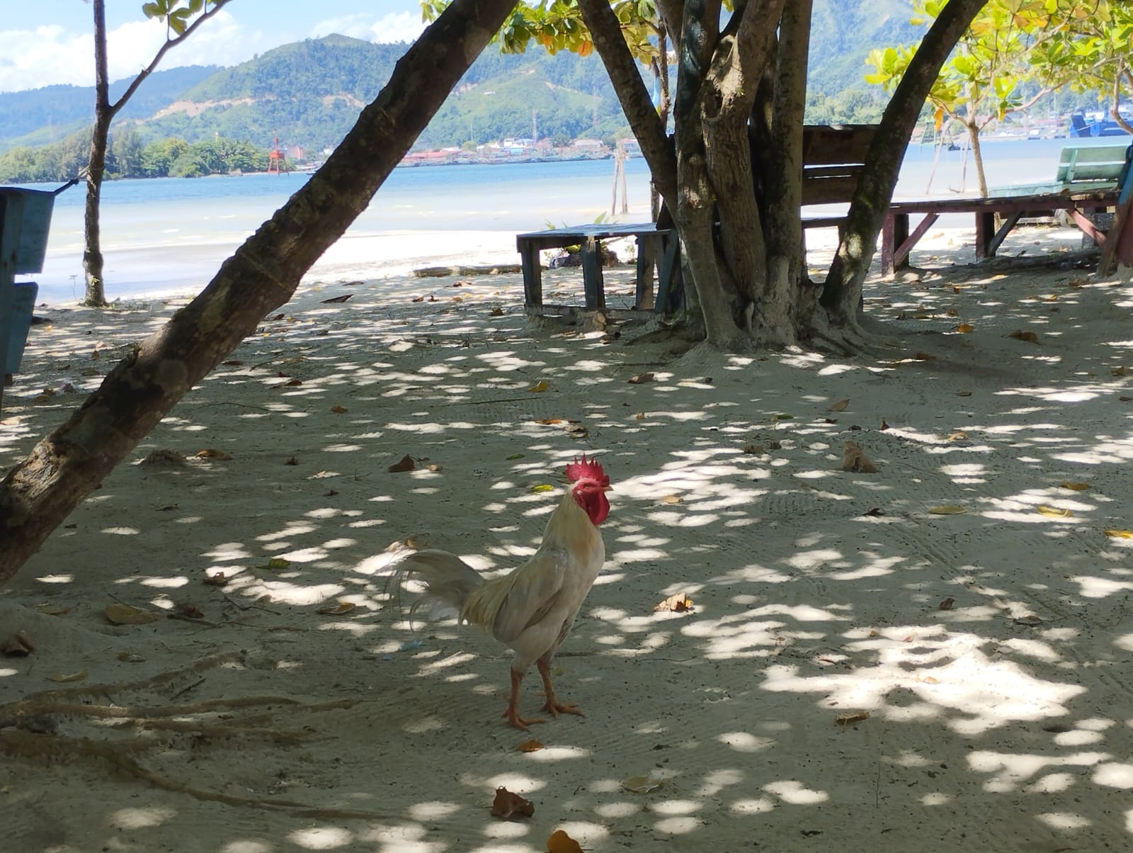 Ayam Jantan berwarna putih yang disebut sebagai sesajen yang dilepas pengunjung di Pandaratan. Foto: Topikseru.com/ Damai Mendrofa