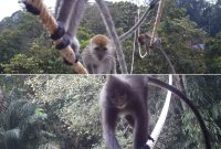 Kolase foto memperlihatkan primata saat melintasi jembatan aboreal di kawasan PTAR. Foto: Dok PTAR