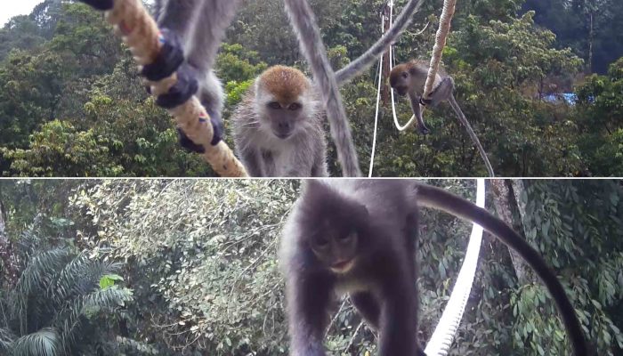 PTAR Persentasekan Jembatan Arboreal untuk Primata di APS