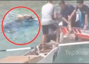 Buaya Muara Terkam Seorang Wanita di Pantai Pulau Tello, Jenazah Baru Lepas Setelah Ditembak Petugas