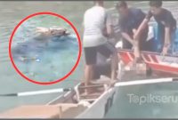 Seorang wanita diterkam buaya muara di Pulau Tello. 
