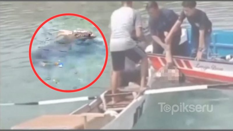 Seorang wanita diterkam buaya muara di Pulau Tello. 