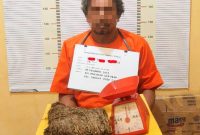 SES (50), residivis yang ditangkap atas kepemilikan narkoba jenis ganja. Foto: Humas Polres Tapteng