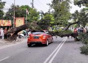 Pohon Tumbang di Medan Timpa Empat Mobil, Beruntung Tak ada Korban Jiwa