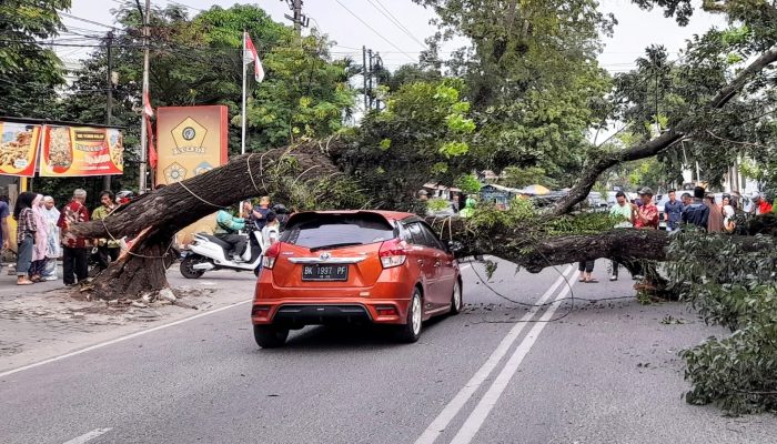 Pohon Tumbang di Medan Timpa Empat Mobil, Beruntung Tak ada Korban Jiwa