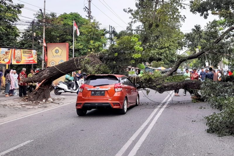 Satu unit mobil ringsek tertimpa pohon tumbang di Jalan Abdullah Lubis, Kota Medan, Minggu (15/12). Foto: topikseru.com