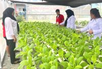 Ilustrasi- Lembaga Pemasyarakatan Perempuan Kelas IIA Medan meningkatkan pengetahuan warga binaan dengan cara budi daya tanaman hidroponik. Foto: Antara/HO-Lapas Perempuan Kelas IIA Medan