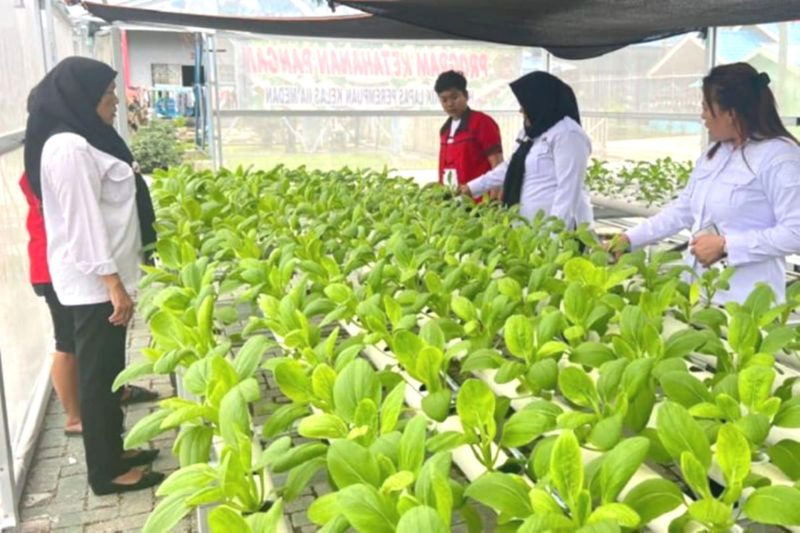 Ilustrasi- Lembaga Pemasyarakatan Perempuan Kelas IIA Medan meningkatkan pengetahuan warga binaan dengan cara budi daya tanaman hidroponik. Foto: Antara/HO-Lapas Perempuan Kelas IIA Medan