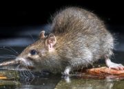 Cara Mengusir Tikus dari Rumah dengan Efektif dan Aman