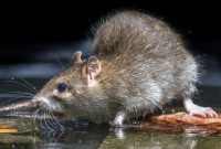 Tikus, salah satu hama rumah yang sering jadi masalah.