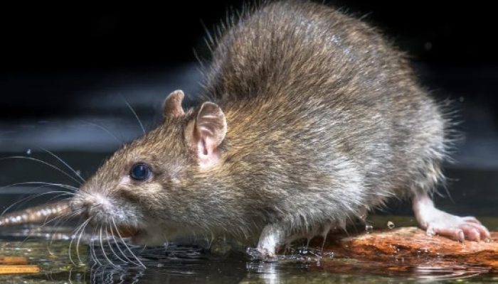 Cara Mengusir Tikus dari Rumah dengan Efektif dan Aman