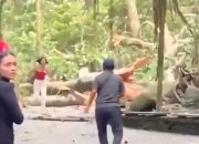 Detik-detik Pohon Tumbang Timpa Wisatawan di Monkey Forest Ubud – Bali