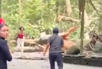 Rekaman video pohon tumbang di objek wisata Monkey Forest Ubud-Bali. Foto: tangkapan layar