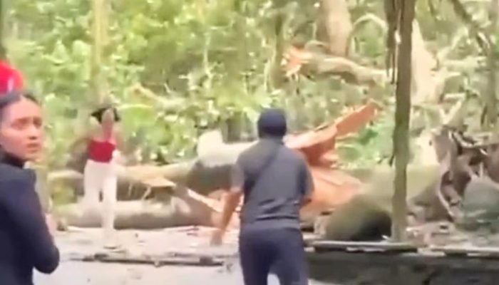 Detik-detik Pohon Tumbang Timpa Wisatawan di Monkey Forest Ubud – Bali