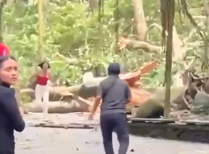 Rekaman video pohon tumbang di objek wisata Monkey Forest Ubud-Bali. Foto: tangkapan layar