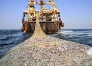 Pukat Trawl Jadi Ancaman, Ekonomi Nelayan di Tapteng Merosot