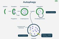 Autophagy, salah satu  tips sehat
