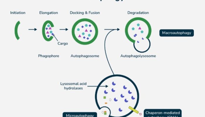 Bakar Lemak dengan Cepat! Coba Teknik Autophagy Sekarang Juga!