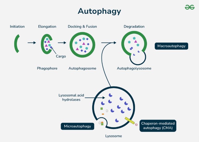 Autophagy, salah satu  tips sehat