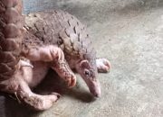 Warga di Tapteng Tangkap dan Jual Trenggiling, Pegiat Lingkungan Soroti Peran BBKSDA