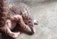 Trenggiling (Manis javanica) yang ditangkap di wilayah Kecamatan Badiri, Jumat (10/1). Foto: Istimewa