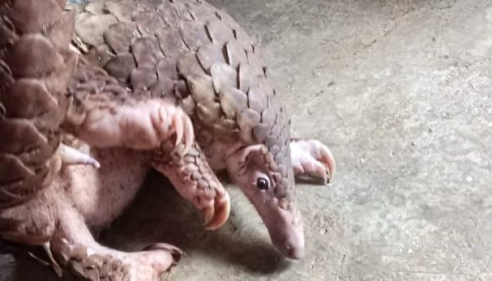 Warga di Tapteng Tangkap dan Jual Trenggiling, Pegiat Lingkungan Soroti Peran BBKSDA